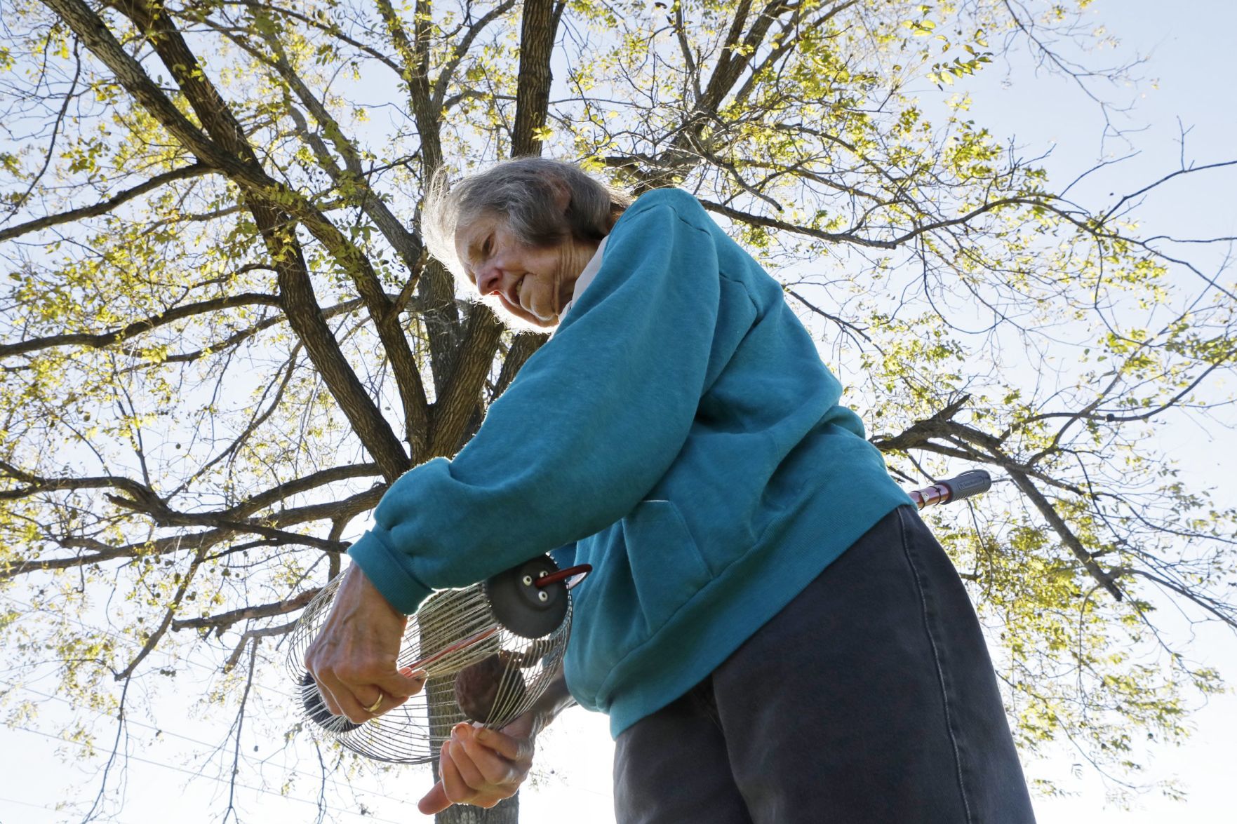 Missouri's black walnut harvest